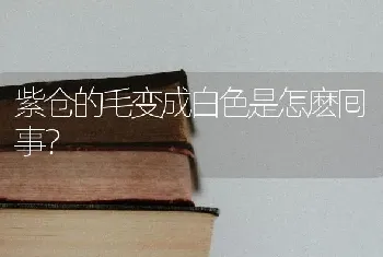 紫仓的毛变成白色是怎麽囘事？