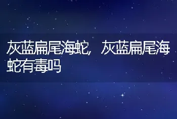 灰蓝扁尾海蛇，灰蓝扁尾海蛇有毒吗