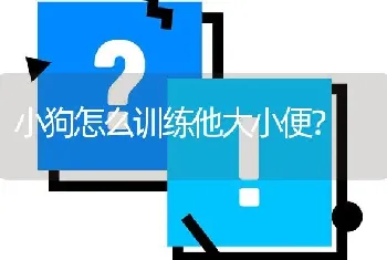 小狗怎么训练他大小便？