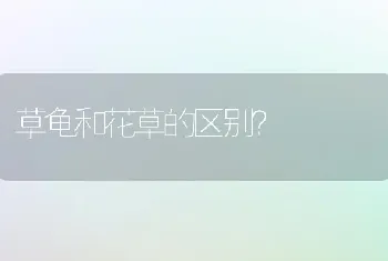 朋友送的暹罗猫，新手来求教怎么科学喂养？