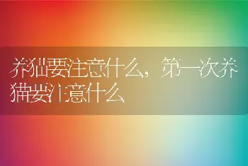 养猫要注意什么，第一次养猫要注意什么