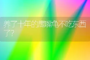 养了十年的鹰嘴龟不吃东西了？