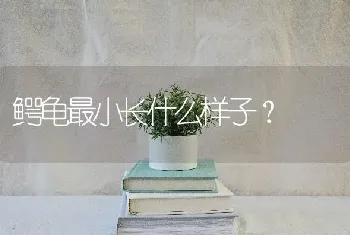 鳄龟最小长什么样子？