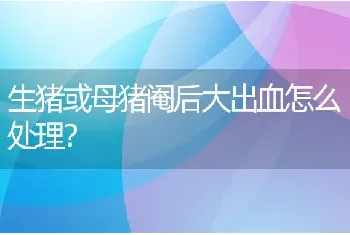 生猪或母猪阉后大出血怎么处理？