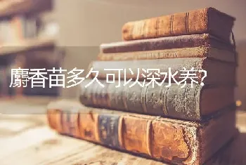 麝香苗多久可以深水养？