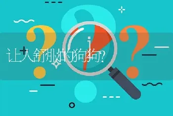 让人舒服的狗狗？