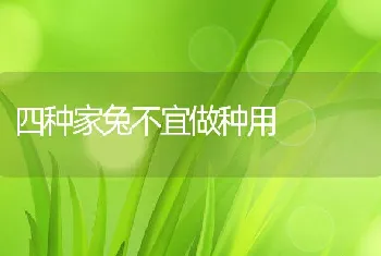 四种家兔不宜做种用