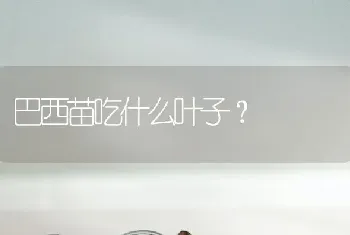 巴西苗吃什么叶子？