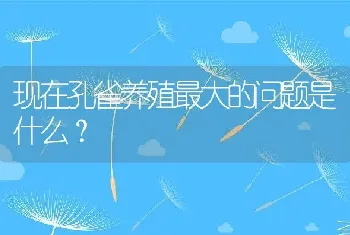 现在孔雀养殖最大的问题是什么？