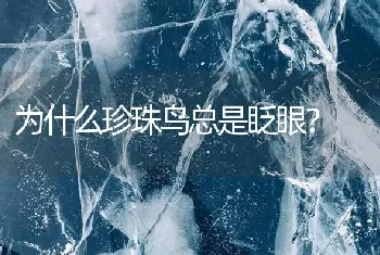 为什么珍珠鸟总是眨眼？