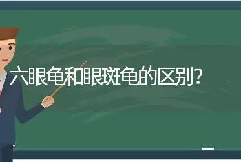 火焰龟和西部锦龟哪种更漂亮？