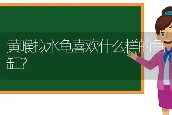 黄喉拟水龟喜欢什么样的龟缸？