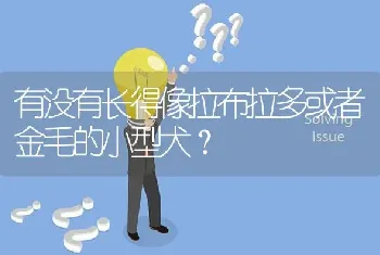 有没有长得像拉布拉多或者金毛的小型犬？