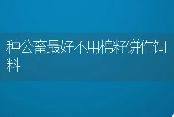 种公畜最好不用棉籽饼作饲料