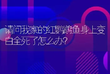 请问我家的红鹦鹉鱼身上变白全死了怎么办？