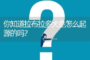 你知道拉布拉多犬是怎么起源的吗？