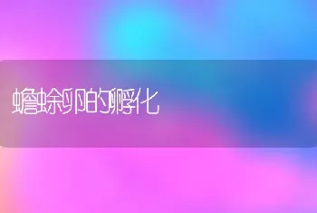 蟾蜍卵的孵化