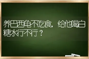 养巴西龟不吃食，给他喝白糖水行不行？