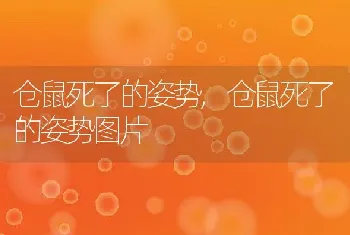 仓鼠死了的姿势，仓鼠死了的姿势图片