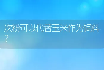 次粉可以代替玉米作为饲料？