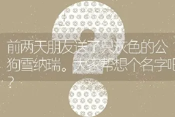 前两天朋友送了只灰色的公狗雪纳瑞。大家帮想个名字吧？