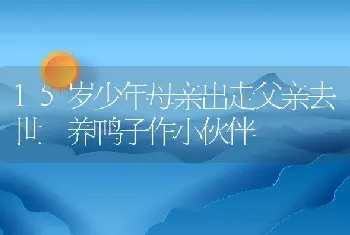 15岁少年母亲出走父亲去世 养鸭子作小伙伴