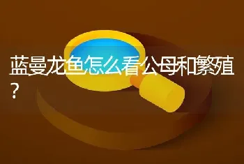 蓝曼龙鱼怎么看公母和繁殖？