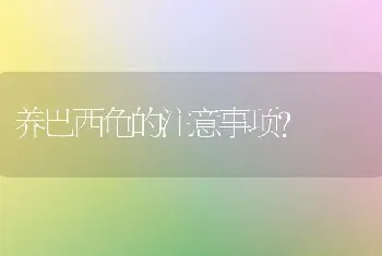 养巴西龟的注意事项？