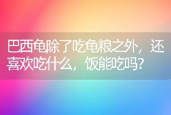 巴西龟除了吃龟粮之外，还喜欢吃什么，饭能吃吗？