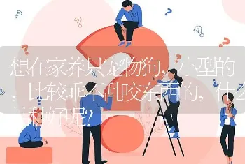 想在家养只宠物狗，小型的，比较乖不乱咬东西的，什么品种好呢？