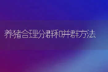 养猪合理分群和并群方法