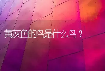 黄灰色的鸟是什么鸟？