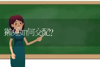 豚鼠的养殖方法？