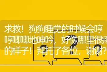 求救！狗狗睡觉的时候会哼哼唧唧地呻吟，好像哪里很疼的样子！拜托了各位，谢谢？