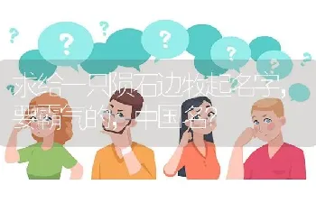 求给一只陨石边牧起名字，要霸气的，中国名？