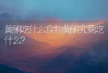 黄鹂吃什么食物黄鹂究竟吃什么？