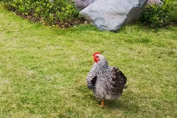 芦花鸡的特点？怎么养殖？