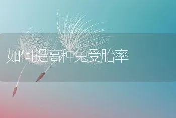 如何提高种兔受胎率