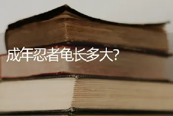 成年忍者龟长多大？