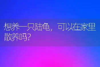 想养一只陆龟，可以在家里散养吗？