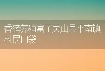 香猪养殖富了灵山县平南镇村民口袋