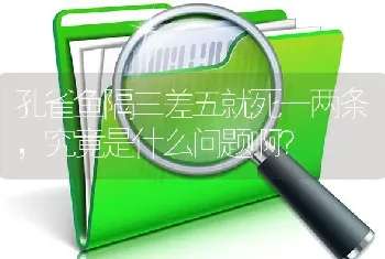 什么品种的罗汉鱼最贵？成体要多少钱？