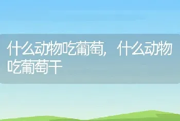 什么动物吃葡萄，什么动物吃葡萄干