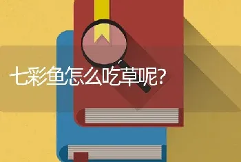 七彩鱼怎么吃草呢？