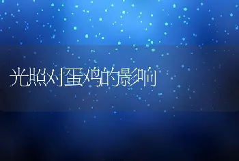 光照对蛋鸡的影响