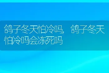 鸽子冬天怕冷吗，鸽子冬天怕冷吗会冻死吗