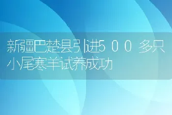 新疆巴楚县引进500多只小尾寒羊试养成功