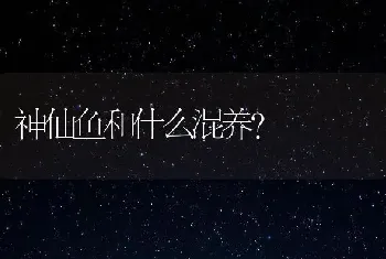 神仙鱼和什么混养？