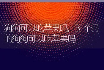 狗狗可以吃苹果吗，3个月的狗狗可以吃苹果吗