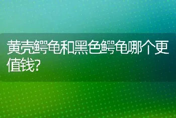 黄壳鳄龟和黑色鳄龟哪个更值钱？